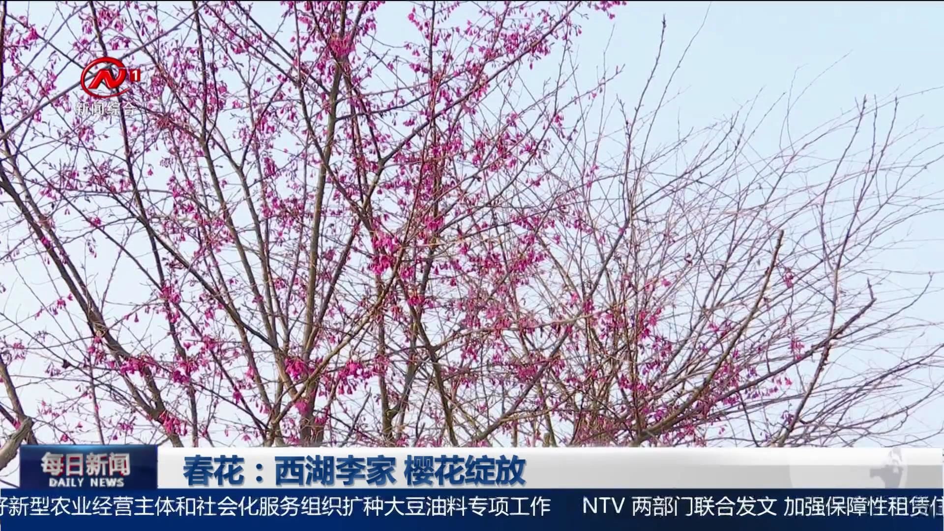 春花：西湖李家 樱花绽放