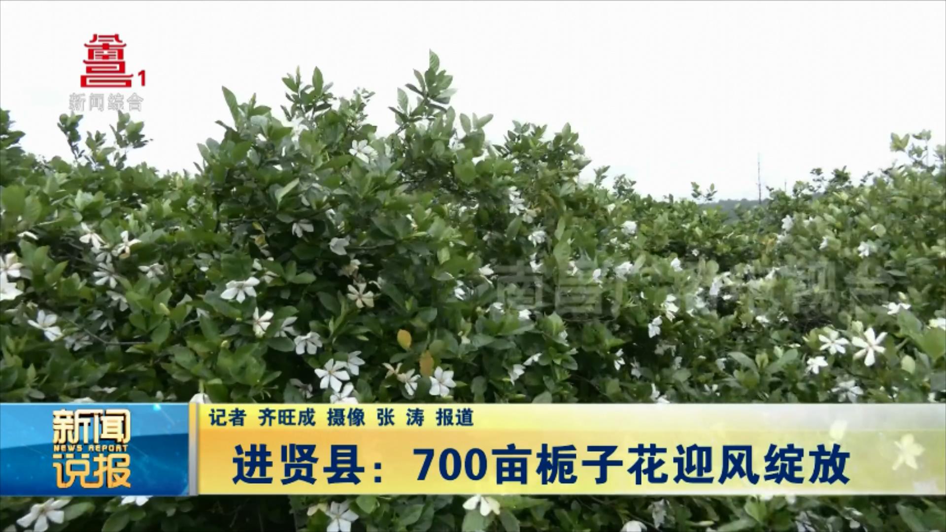 进贤县：700亩栀子花迎风绽放