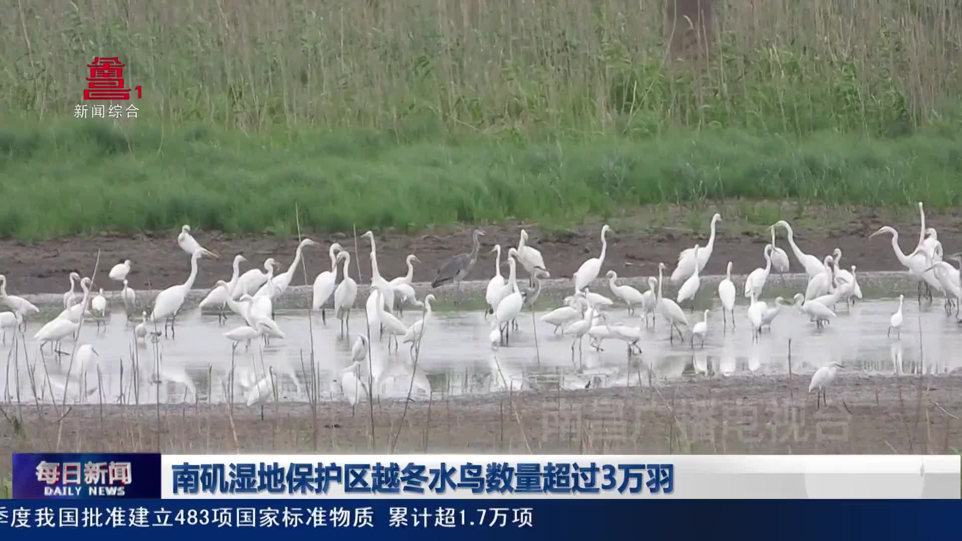 南矶湿地保护区越冬水鸟数量超过3万羽