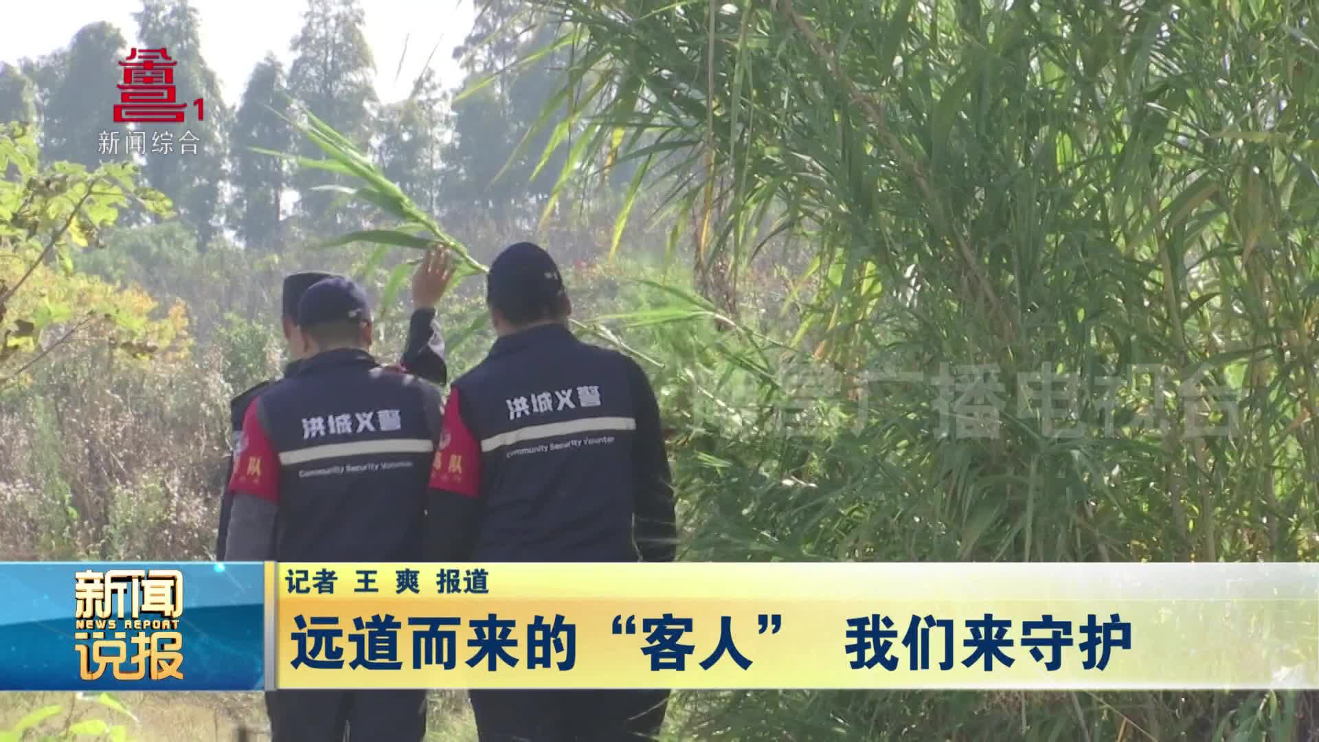 远道而来的“客人” 我们来守护