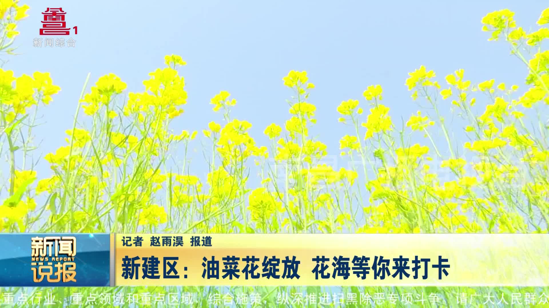 新建区：油菜花绽放 花海等你来打卡