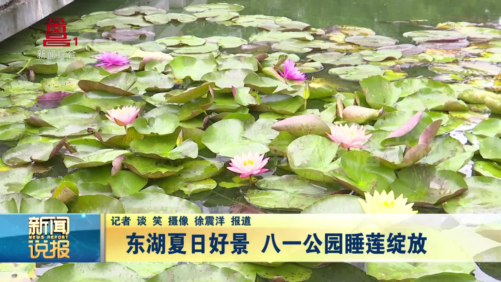 东湖夏日好景 八一公园睡莲绽放