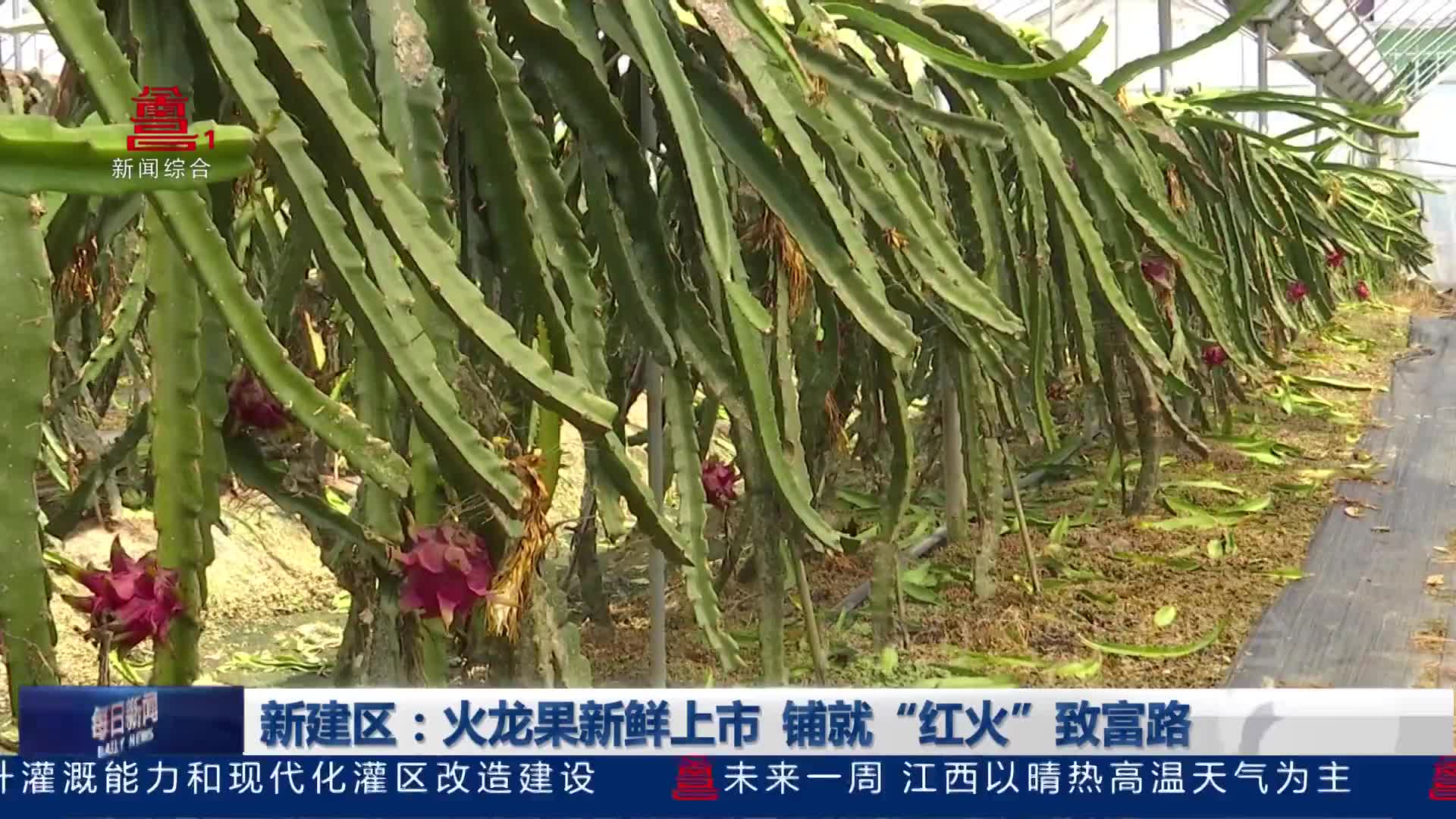 新建区：火龙果新鲜上市 铺就“红火”致富路